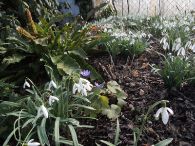 Garten2.JPG