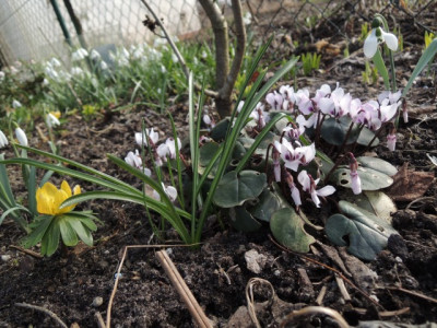 Garten3.JPG