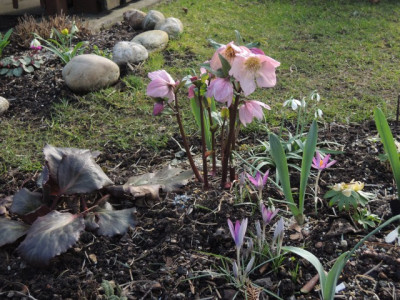 Garten5.JPG