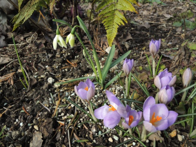 Garten6.JPG