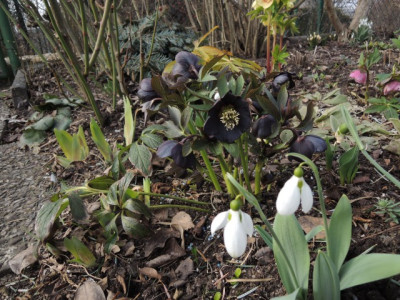 Garten7.JPG