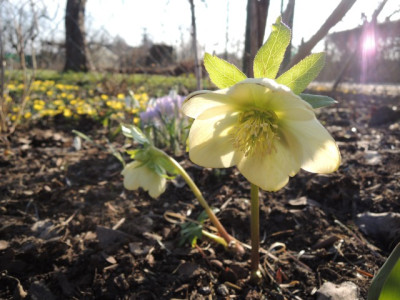 Garten8.JPG