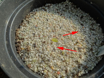 Jeffersonia dubia Germination February 2016.jpg