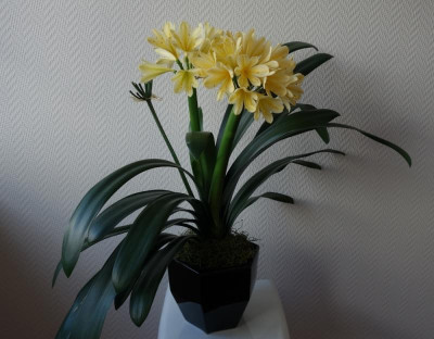 Erst eigene Züchtung2 - 2.3.2016.jpg