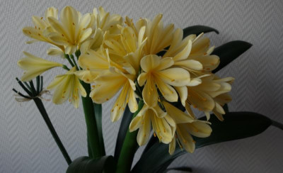 Erst eigene Züchtung3 - 2.3.2016.jpg