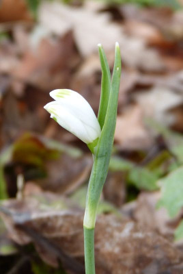 2016-03-02 Galanthus 'Scharlockii' 2.jpg