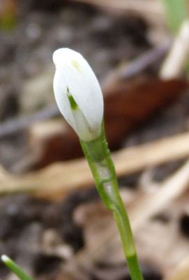 2016-03-02 Galanthus 'Tippy Green' 2.jpg