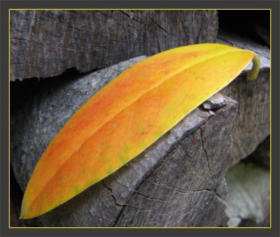 BLATT_DO_0709_RI.jpg