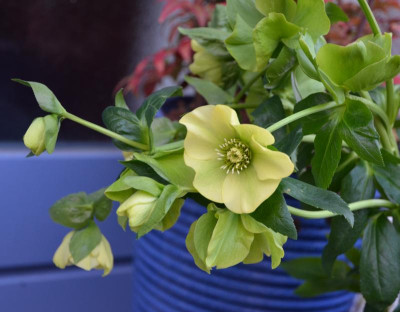 Helleborus-gelb.16-1.jpg