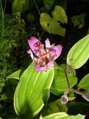 Tricyrtis_gilt_edge.jpg