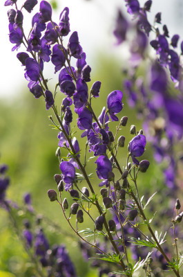 dephinium (1 von 1).jpg