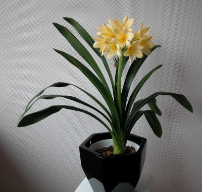 Elternpflanze der ersten eigenen Züchtung.jpg