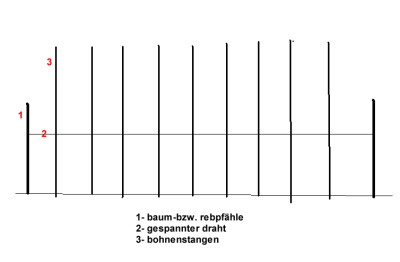 stangenbohnenstangen..jpg