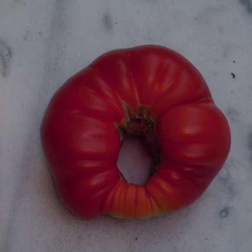 Wunder_Tomate.jpg