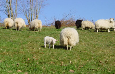SchnuckenundJungzibben2016.JPG