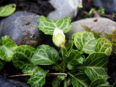 Shortia uniflora J.o.A.  ....  3.3.16 001.jpg