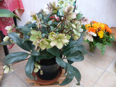 P1180644.JPG