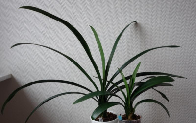 2 Klivien von einer Kreuzung - 2.3.2016.jpg