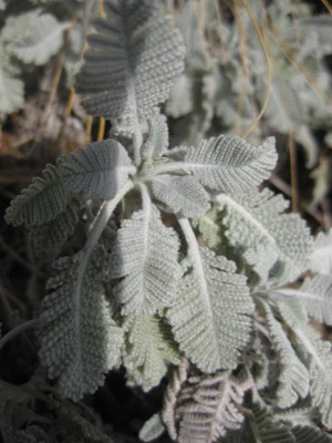 IMG_7516 tanacetum haradjanii einzeln.jpg