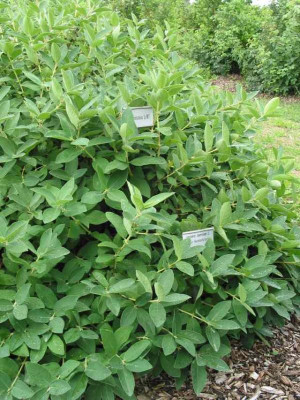 lonicera_caerulea.jpg