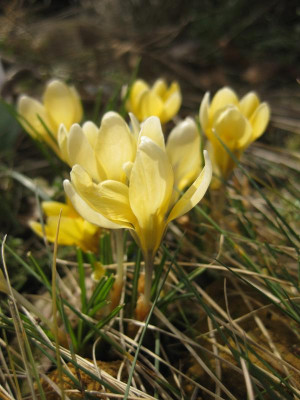 IMG_7511 hellgelbe Krokusse.jpg
