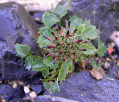 5.9.06._Physoplexis_comosa__006.JPG