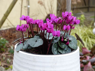 2016-03-02 Cyclamen coum.jpg