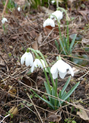 2016-03-02 Galanthus C1.jpg