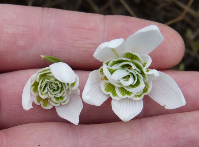2016-03-02 Galanthus C3.jpg