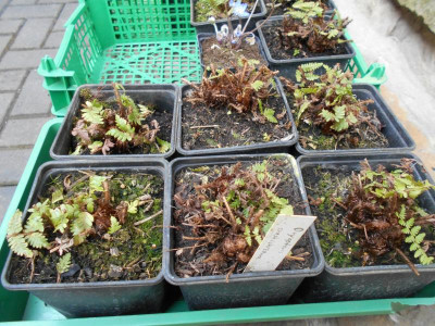 Dryopteris crassirhizoma.JPG