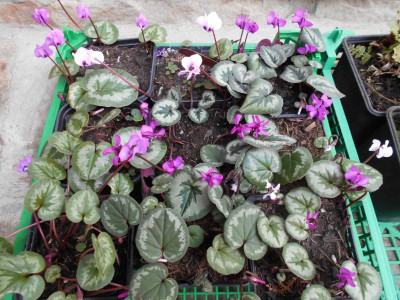 Cyclamen.JPG