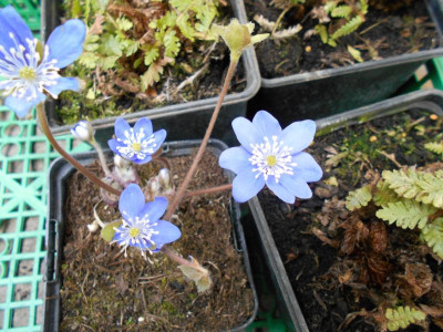 Hepatica.JPG