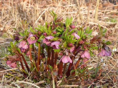 2016-03-03 Helleborus 1.jpg