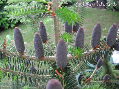 abies_koreana_1.jpg