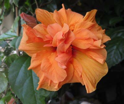 IMG_7524 Key West 3316.jpg