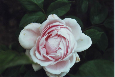 GroenanderungClara_Cochet.jpg