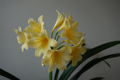 Gelb blühende Klivie Nr. 3 - 4.3.2016.jpg