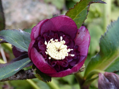 2016-03-04 Gartenimpressionen 5.jpg