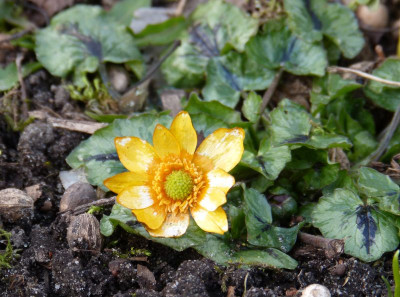 2016-03-04 Gartenimpressionen 4.jpg
