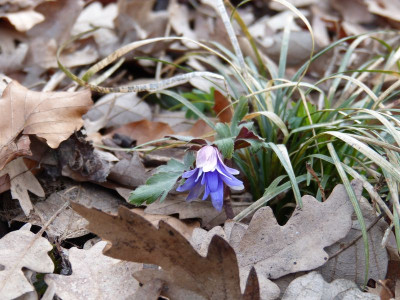 2016-03-04 Gartenimpressionen 3.jpg