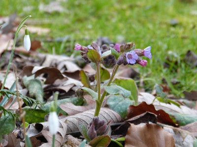 2016-03-03 Pulmonaria.jpg