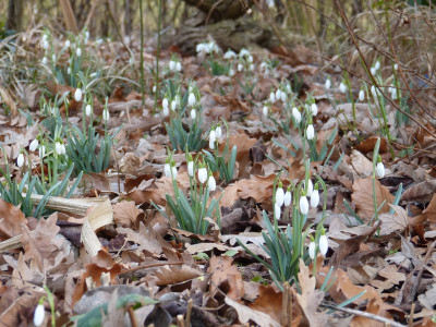 2016-03-04 Gartenimpressionen 1.jpg