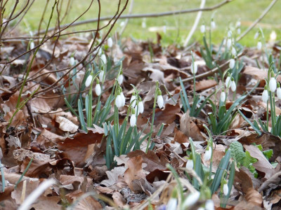 2016-03-04 Gartenimpressionen 2.jpg