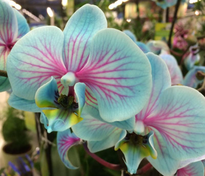 Orchidee Grauen 03-2016.jpg
