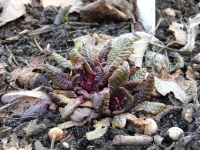2016-03-03 Primula.jpg