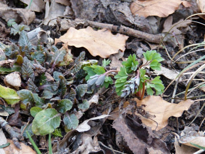2016-03-03 Primula Corydalis.jpg