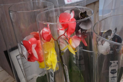 Deutschland-Orchideen.jpg