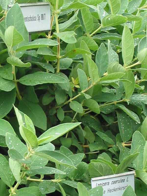 lonicera_caerulea_schilder.jpg