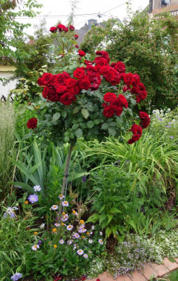Rose-Lavaglut.14-1.jpg