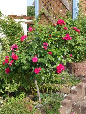 Rose-RedLeonardo.15-3.jpg